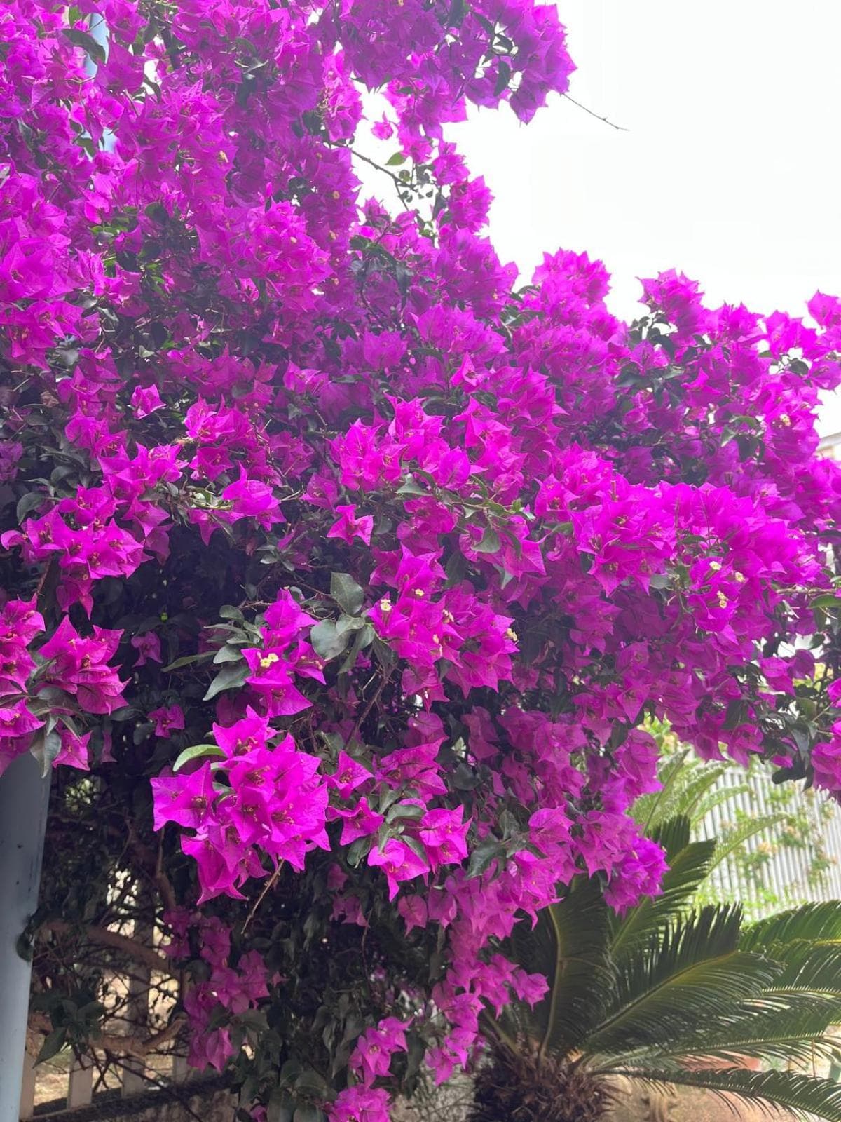 B&B Villa Machi