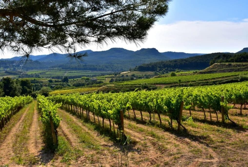 Alt Penedes, terra de vinya, sol, aigua i muntanya