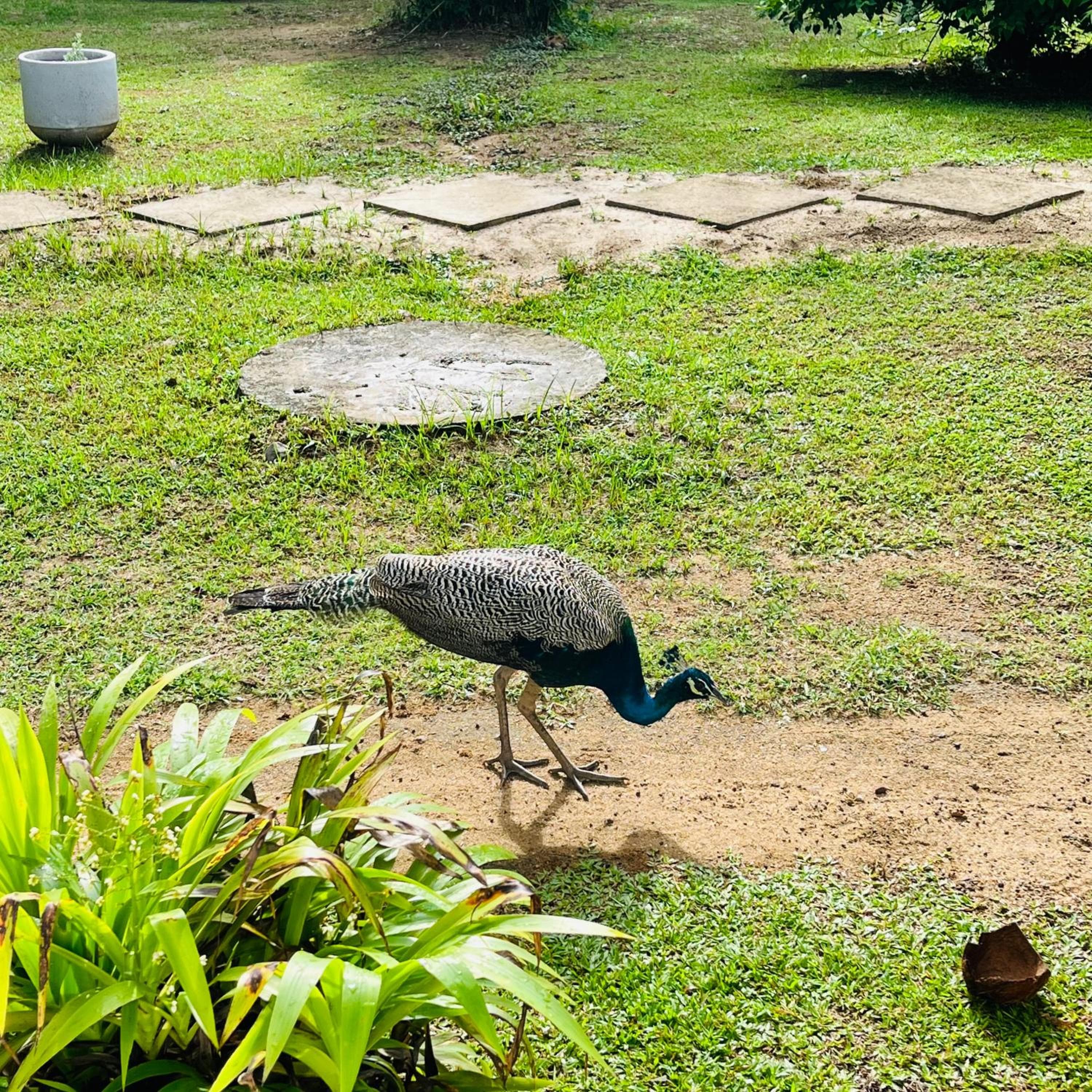 Hanguk Lanka Lagoon Villa