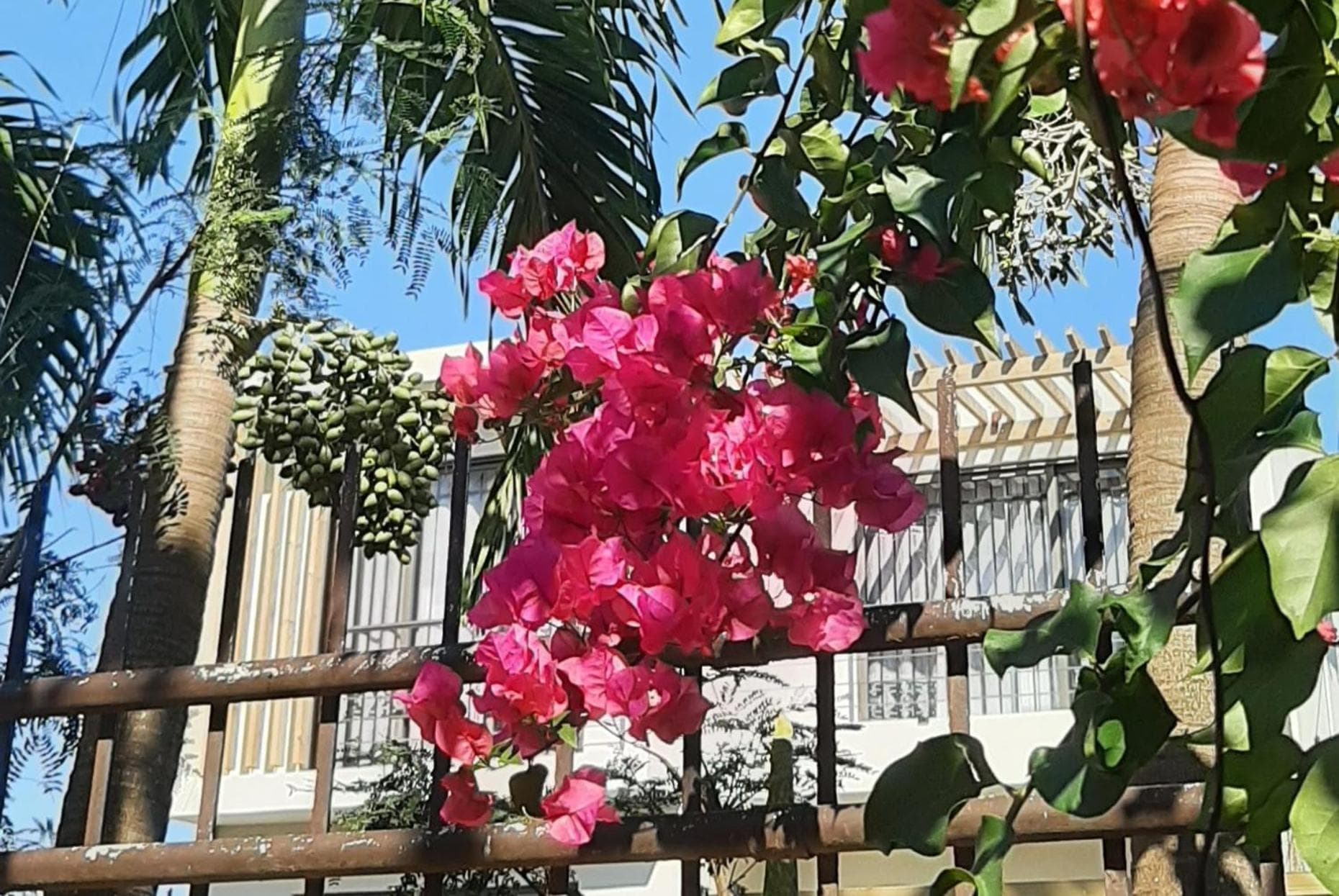 Lakaz Dodo Apartment