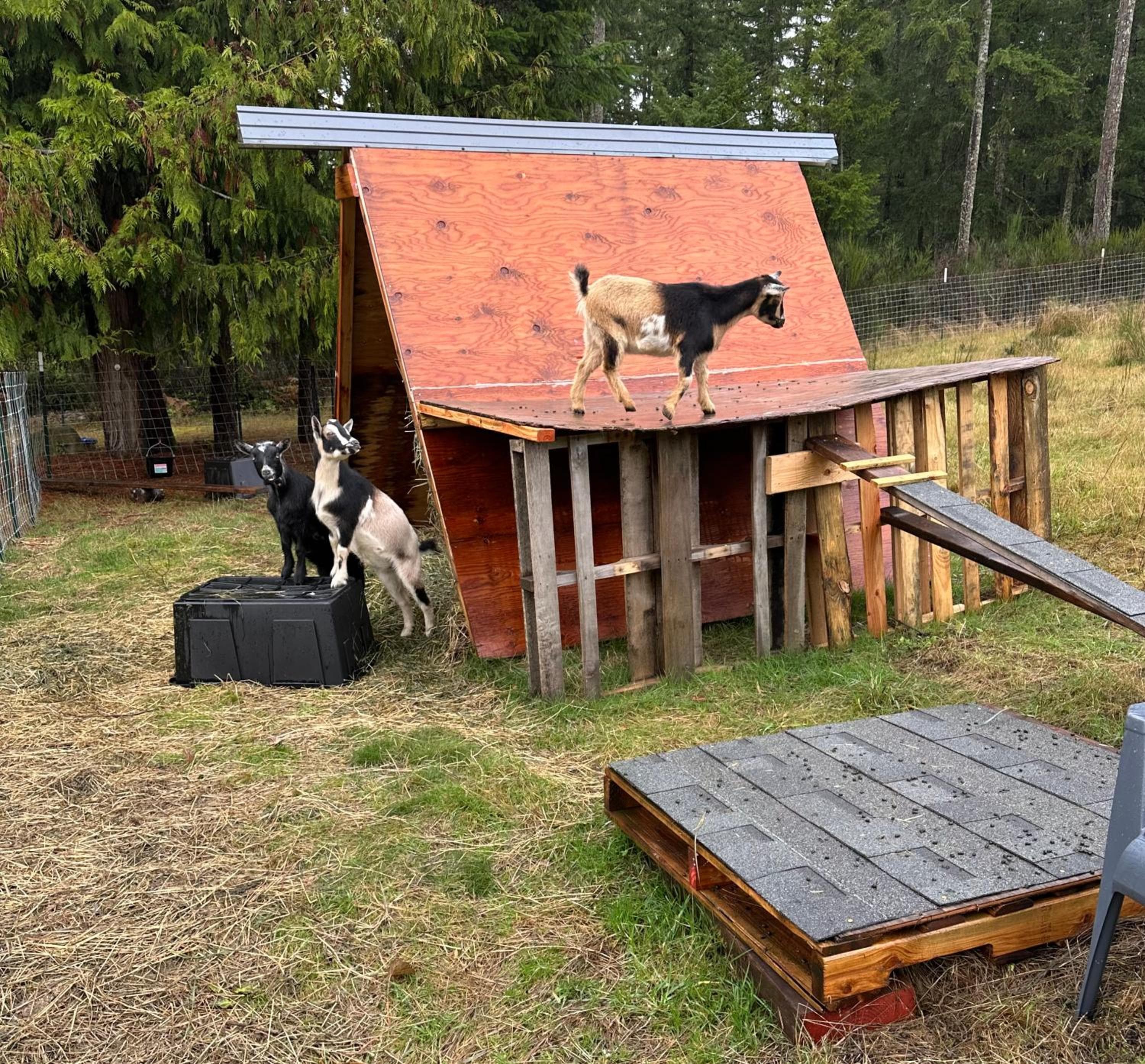 Hobby farm with goats and views of horses