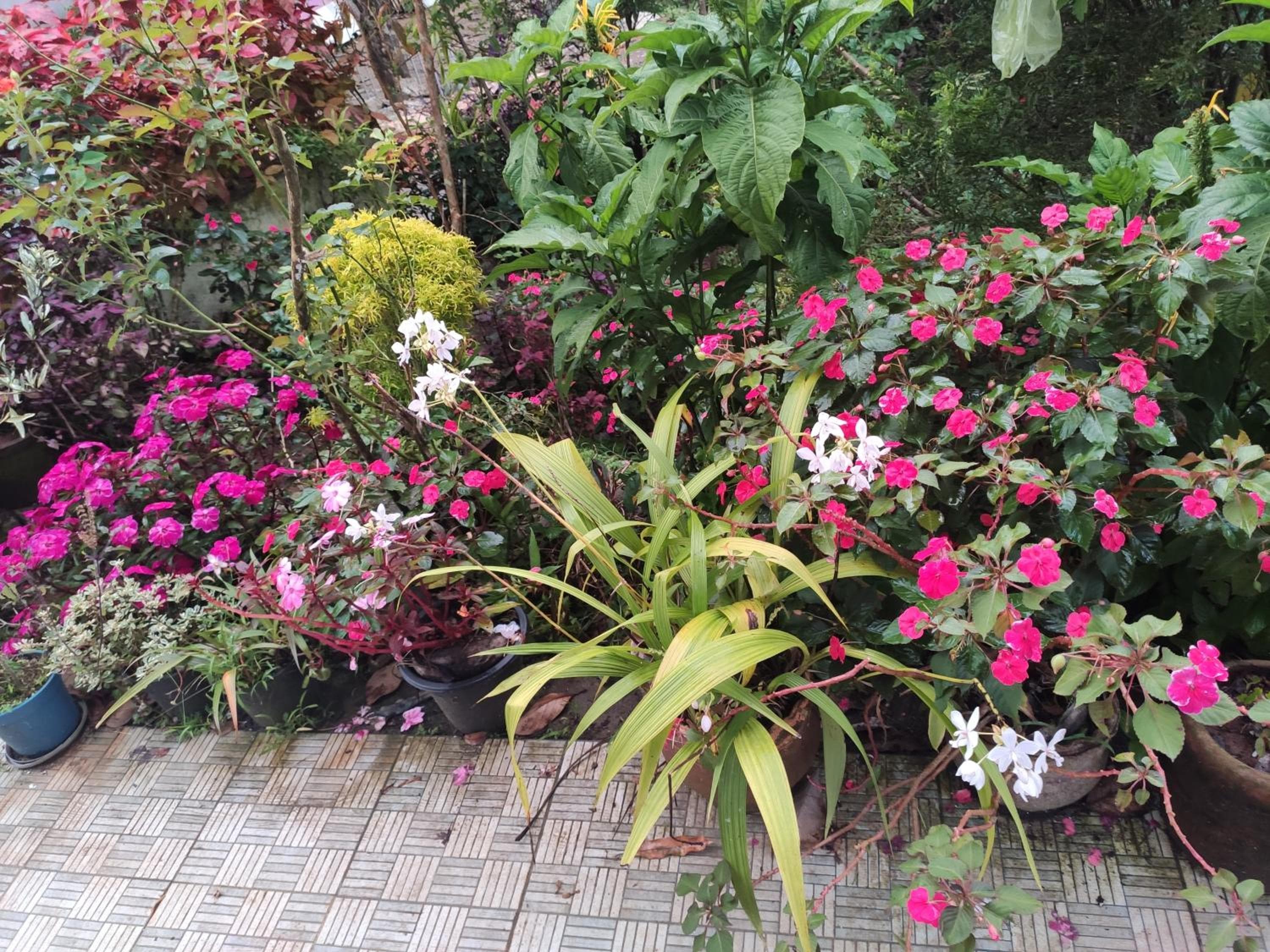 Soly's Villa Homestay