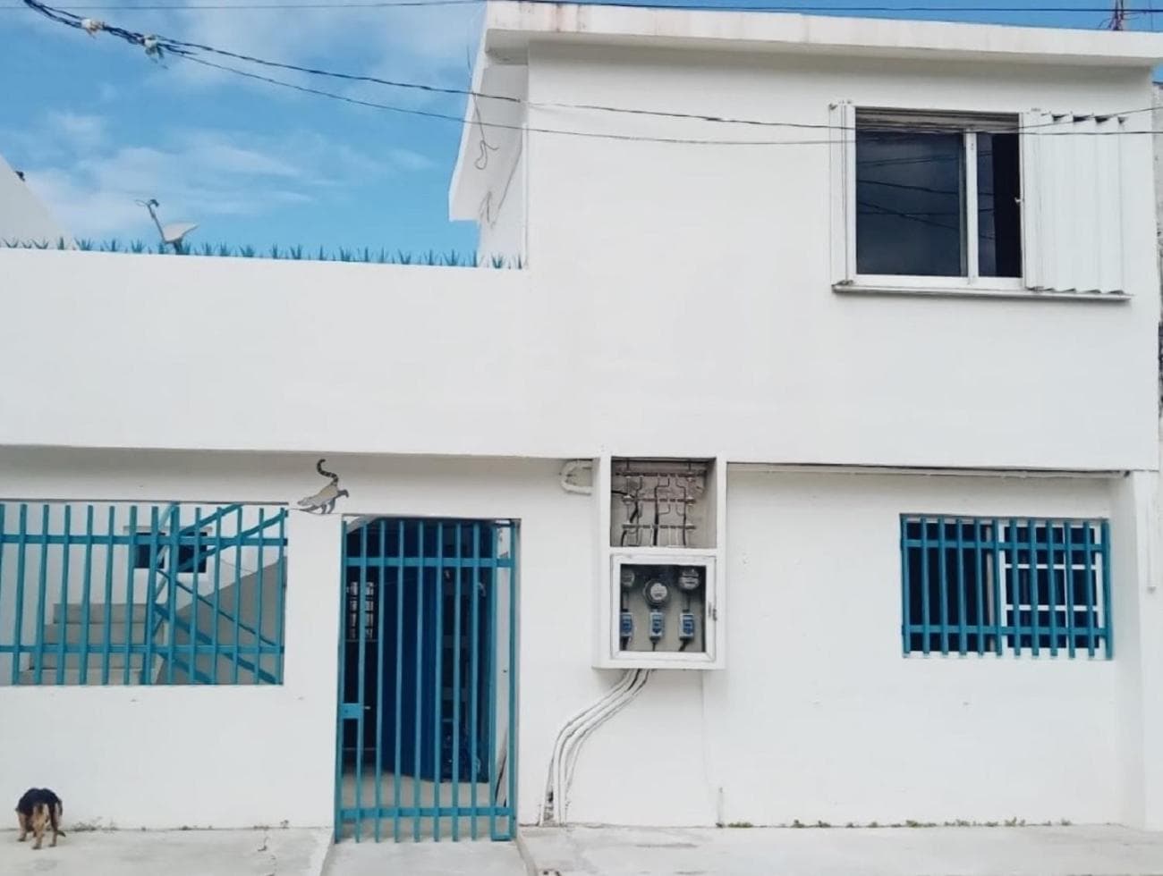Estudio Coatí Azul en la Isla de Cozumel en el Caribe