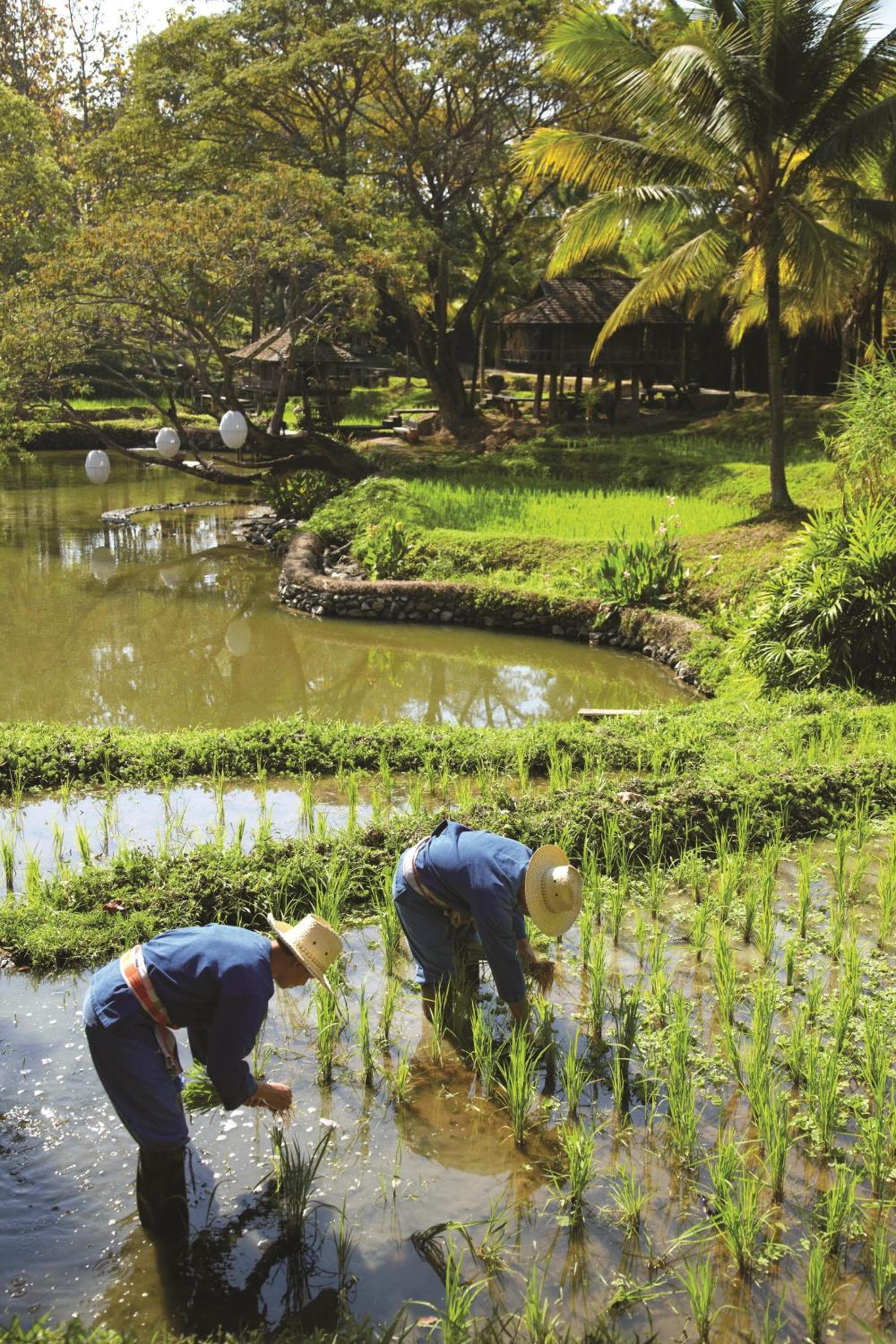 Four Seasons Resort Chiang Mai