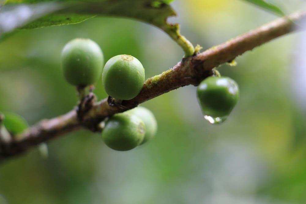 Finca Esperanza Verde