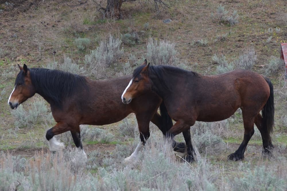 Wildhorse Mountain Guest Ranch