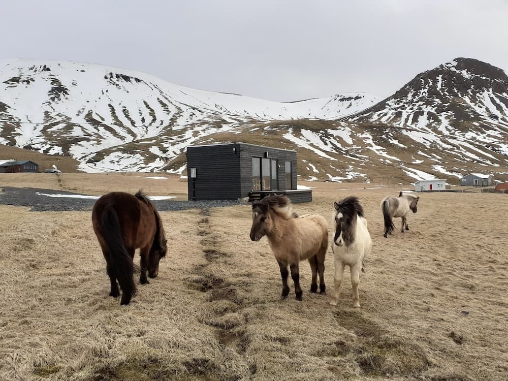 Seljalandsfoss Cottage