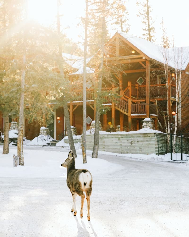 Buffalo Mountain Lodge