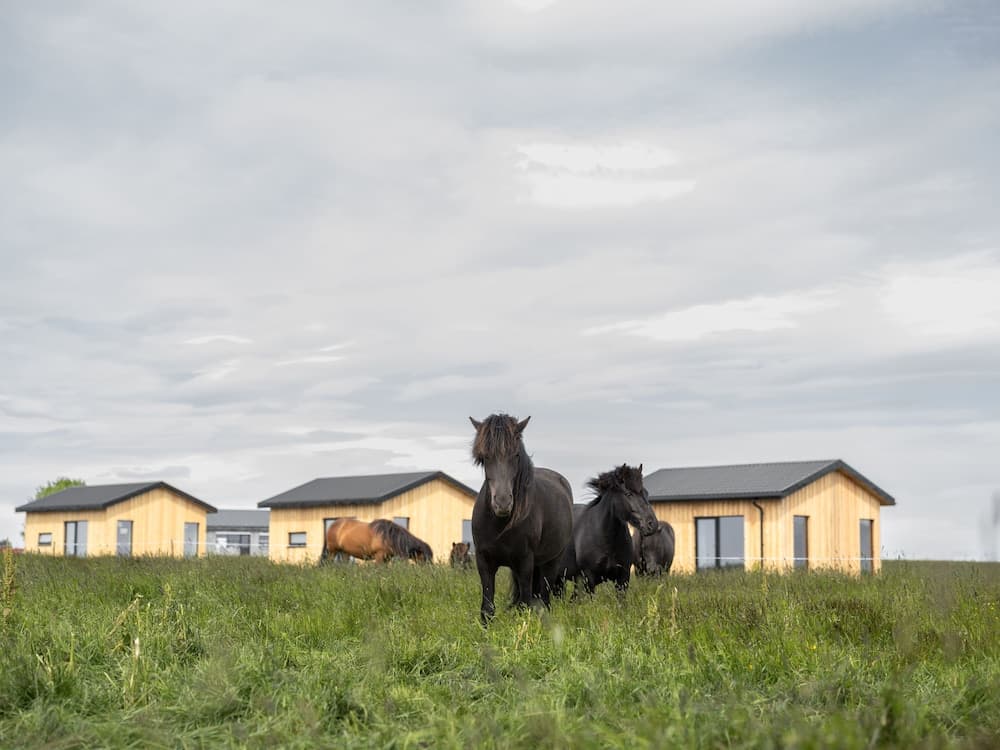 Sleeping with the Horses