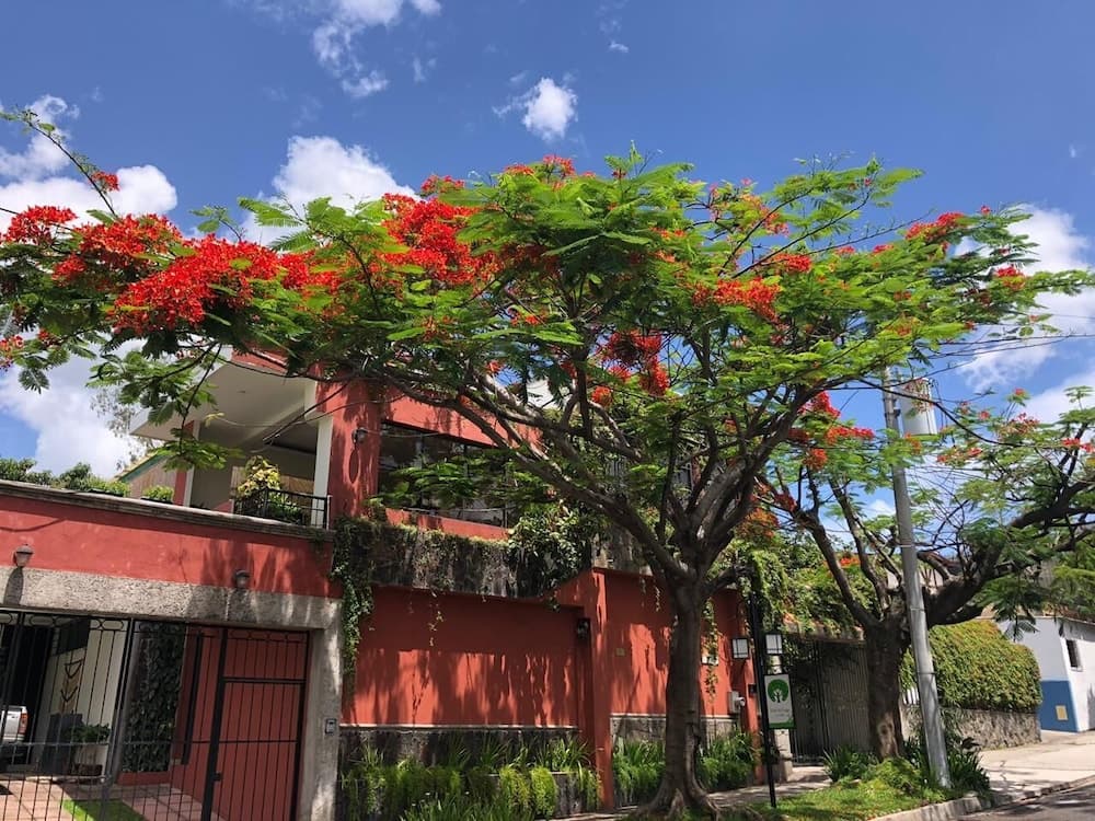 Árbol de Fuego Eco-hotel, a green experience in the city