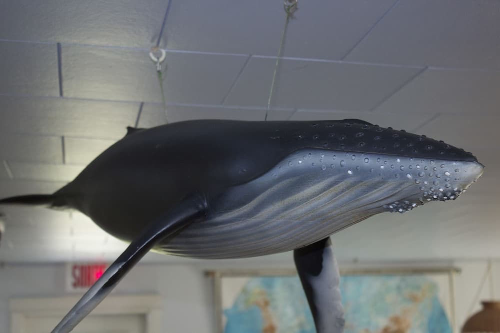 Auberge Internationale Forillon - Hostel