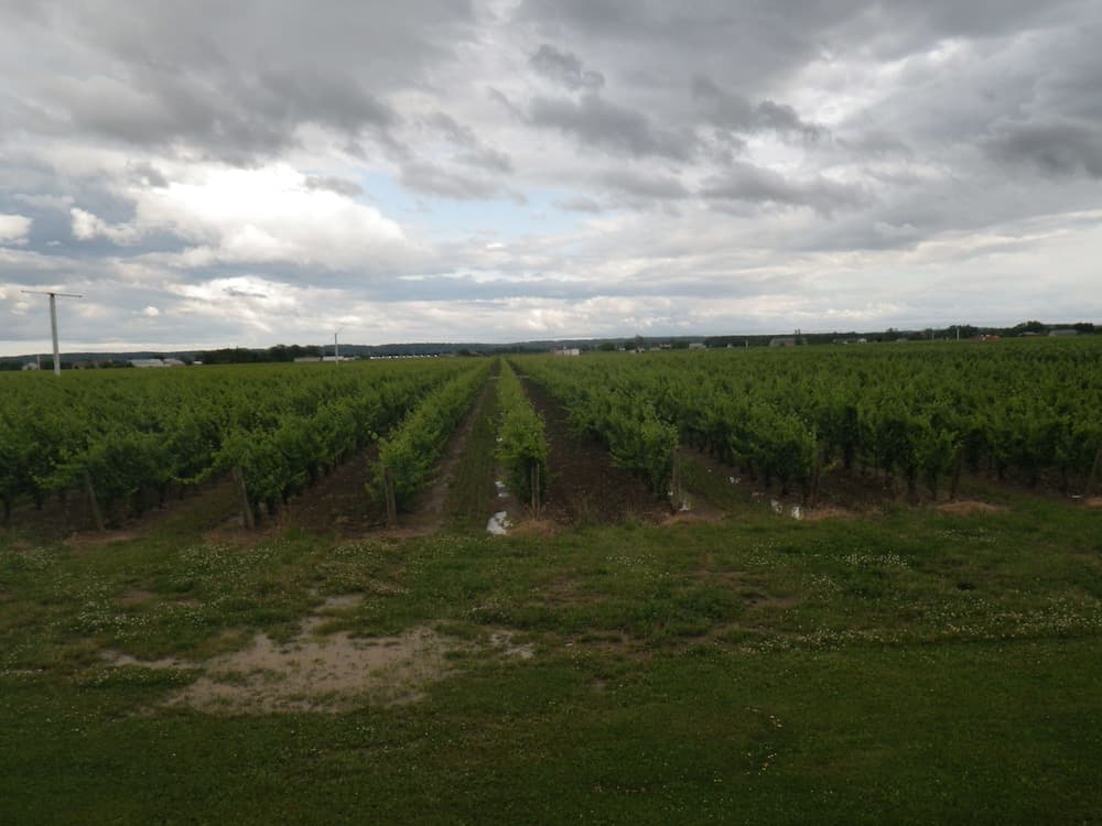 A Vineyard View B&B