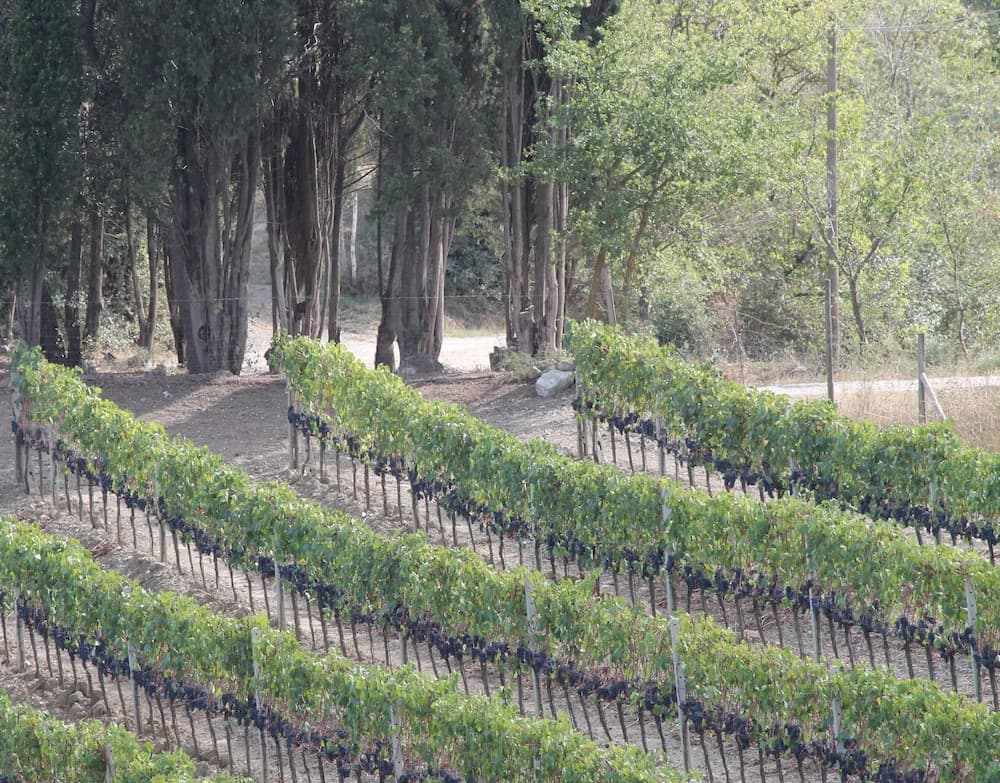 Agriturismo Il Poderuccio