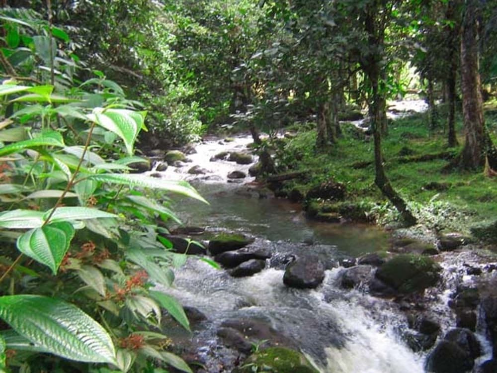 Vanilla Jungle Lodge - Bed & Breakfast