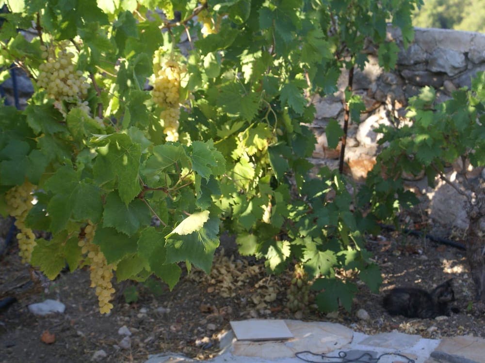 Holiday Home With Garden in Kritinia