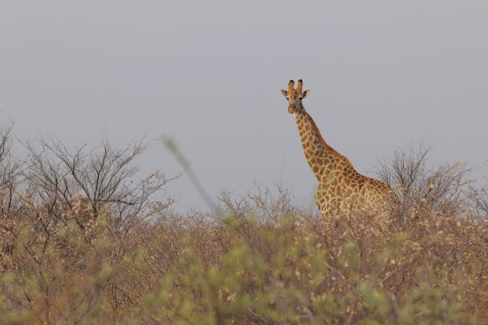 Shumbalala Game Lodge Botswana