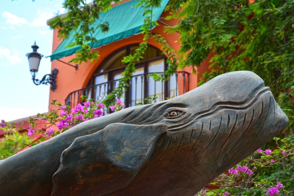 Collection O Casa Bella Hotel Boutique, Cabo San Lucas