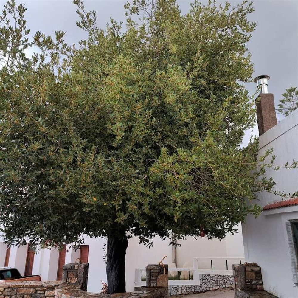 Laurel LK Houses in Kritinia Rhodes