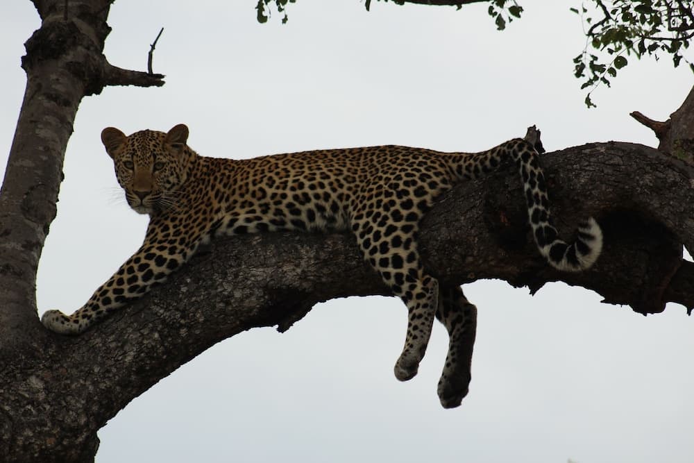 Shumbalala Game Lodge