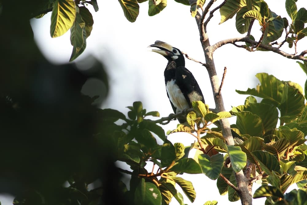 Ambong Rainforest Retreat