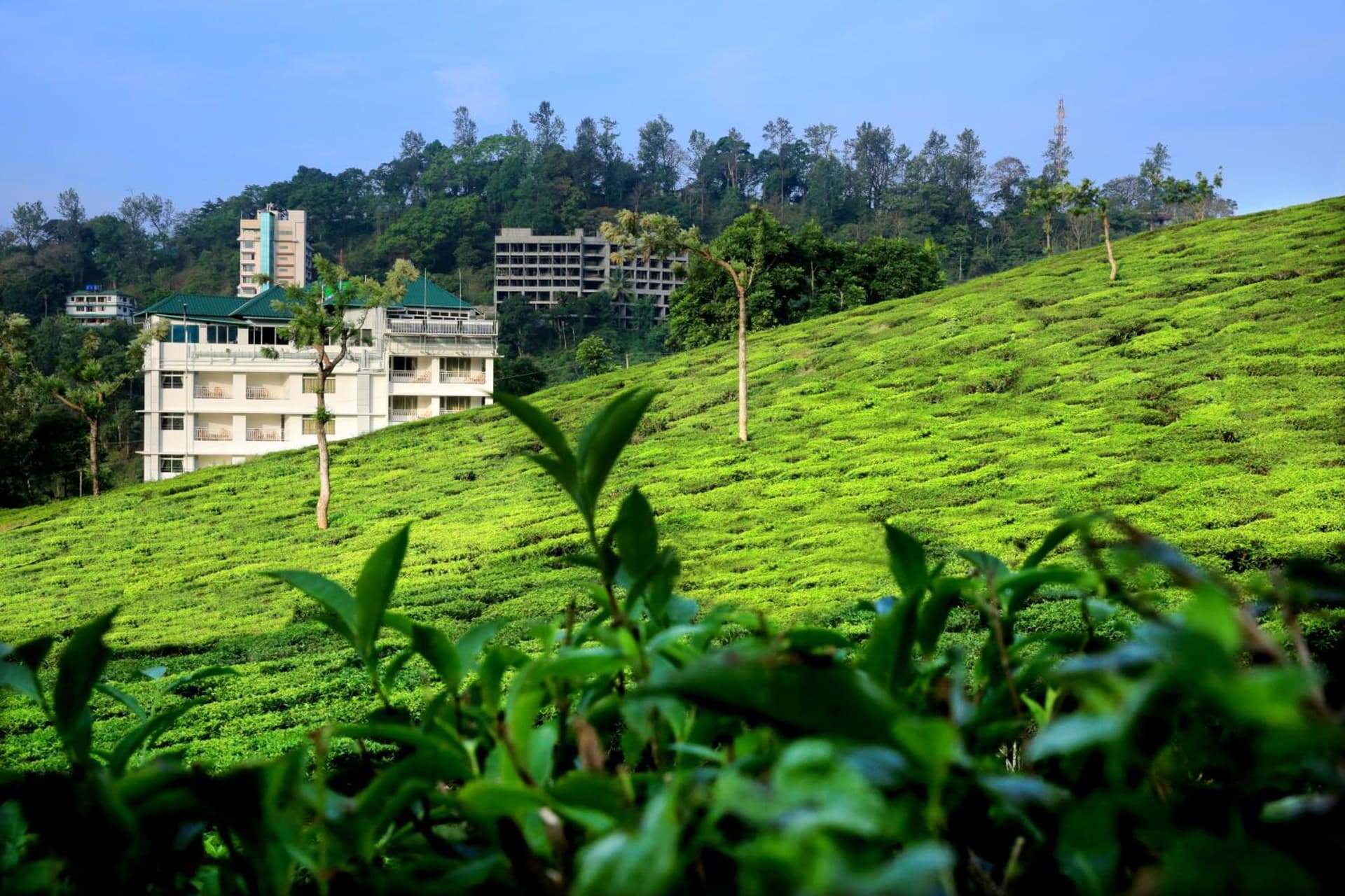 Monsoon Grande